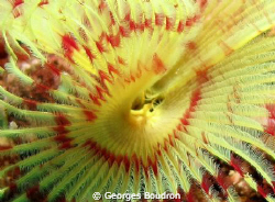 hungry worm by Georges Boudron 
